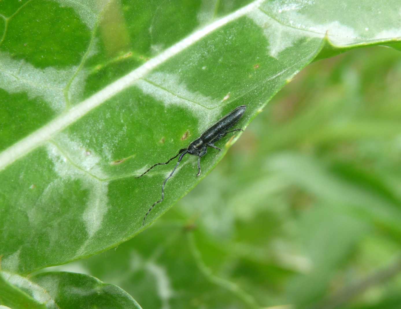 Agapanthia in accoppiamento: Agapanthia (s. str.) cardui